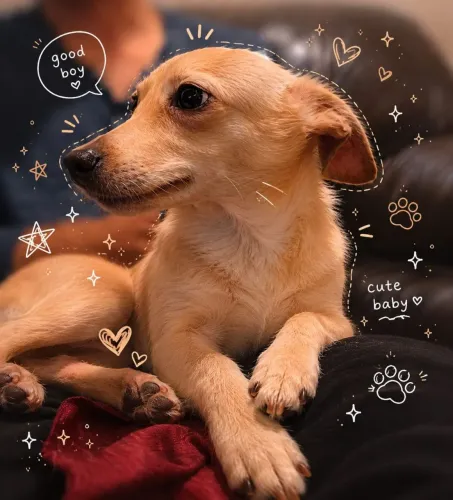 Doação de dog