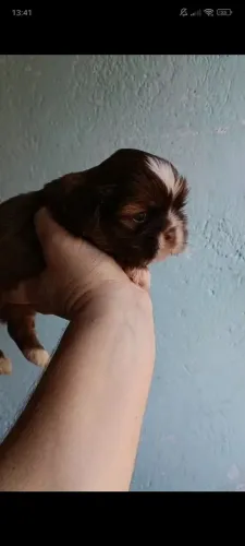 Shitzu 