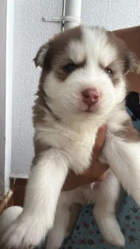 Filhotes Husky Siberiano 