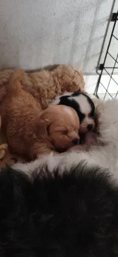 Filhotinhos cachorro