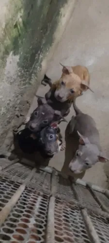 Filhote de Pitbull 