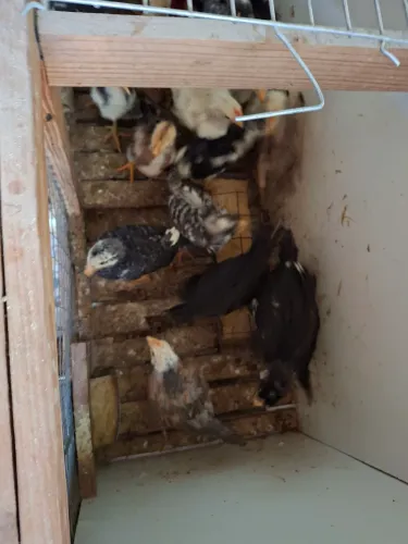 Vendo pintinhos caipira