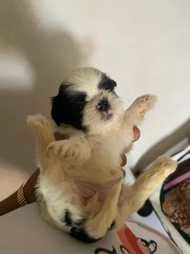 Shihtzu fêmea 