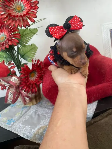 Pinscher Miniatura Chocolate