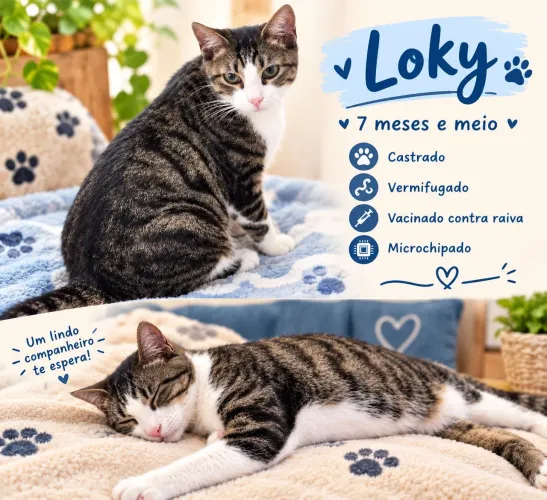 Lóky para adoção responsavel