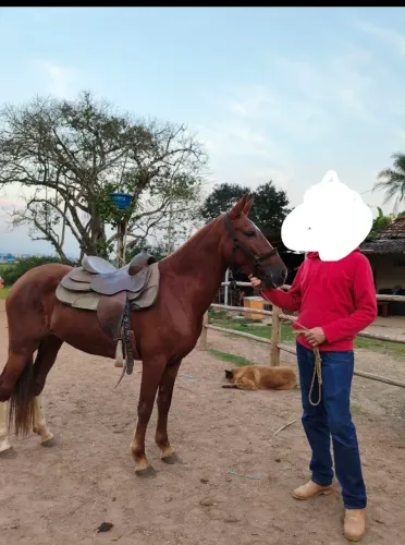 Vendo égua Mangalarga Paulista - Marcha Batida