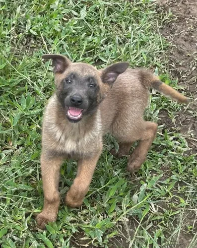 Filhote macho disponível de pastor Belga de malinois