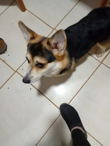 Cães Welch corgi pembroque