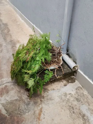 Planta renda portuguesa.