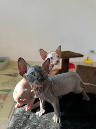Vende-se Filhotes Sphynx 