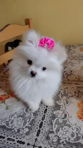 Lulu da pomerânia miniatura/spitz