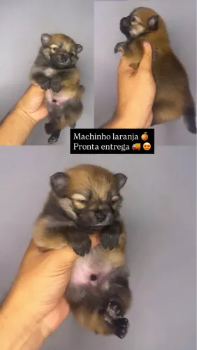Spitz alemão anão macho e fêmea 
