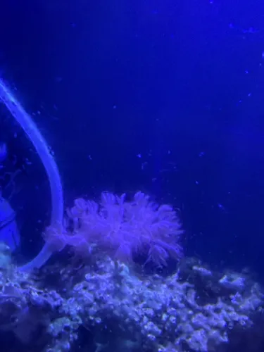 Muda de coral Xenia Pompom