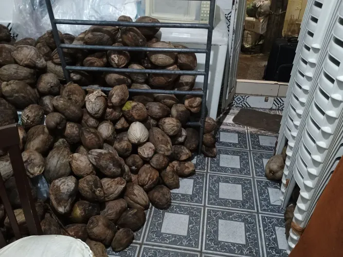LVS AGRO - COCOS SECOS COM CASCAS