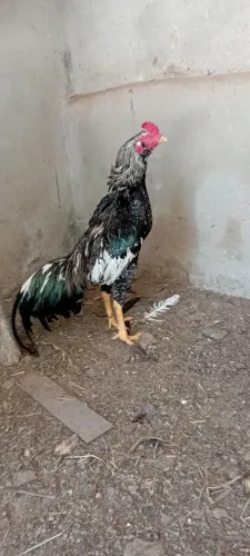 Vendo galo índio barbudo  de grande porte