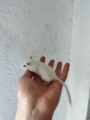 7  GERBILS - Esquilos da Mongólia - Filhotes e Casal Adulto!