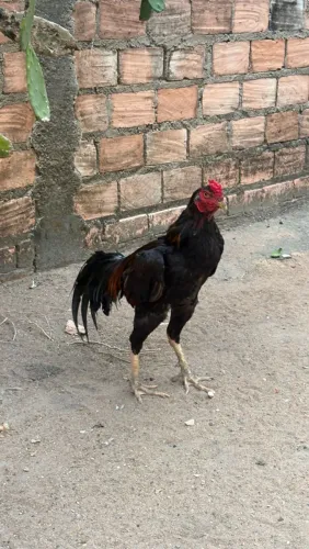 Frangos cariocas 