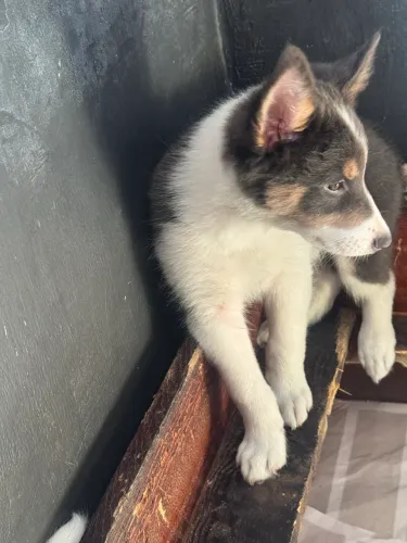 Border collie com pedigree 