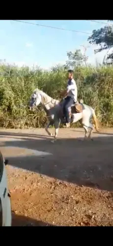 Vendo égua em piracicaba