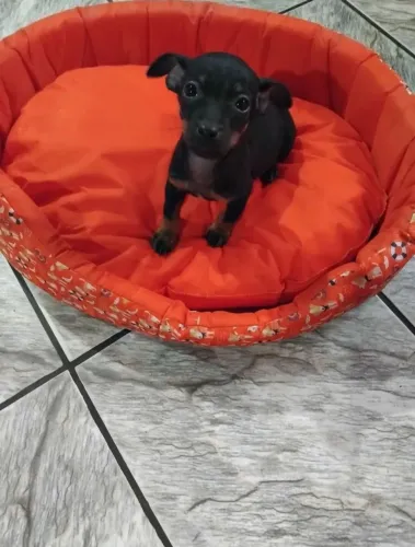 Vende-se cachorro pinscher macho 
