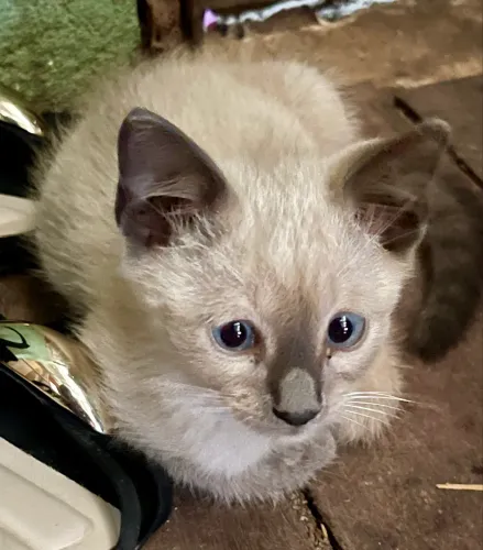 GATINHO FILHOTE ADOÇÃO RESPONSÁVEL 