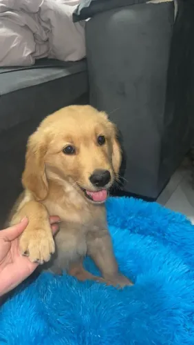 Golden retriever o amor mais dourado do dia dos namorados 