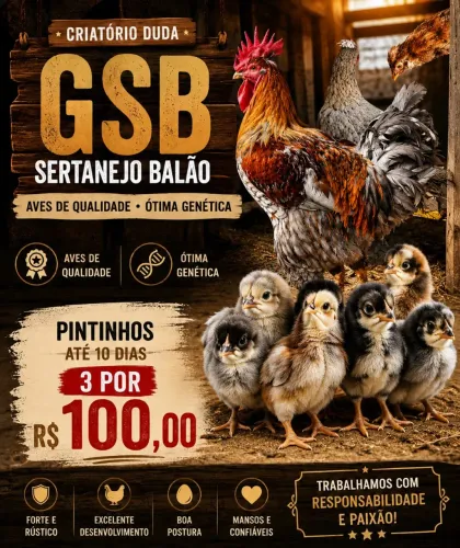 Ovos galados e Pintinhos gsb sertanejo balao