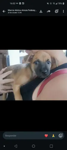 Filhote para adoção 