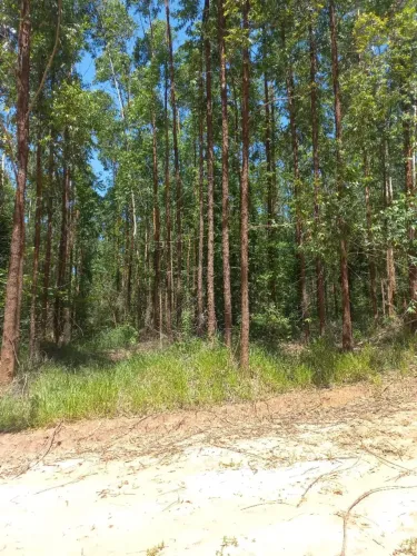 Fazenda na região  - Paulistânia - SP