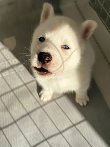 Filhote husky siberiano lobinho que canta