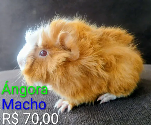 Porquinho da Índia