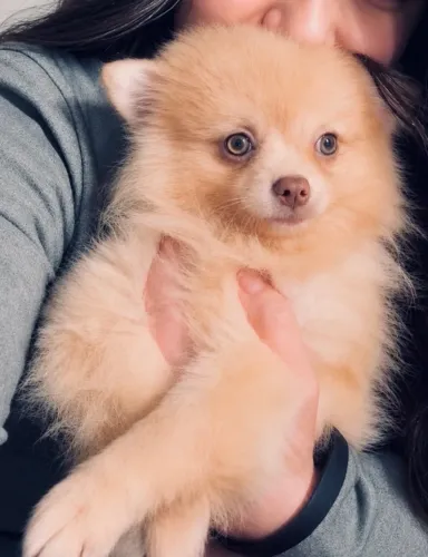 Spitz Alemão Anão Macho de Olhos Claros ? Raro