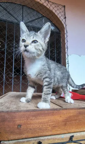 Fêmea 3 meses dócil e brincalhona