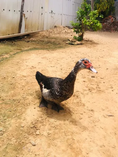 Patos para venda