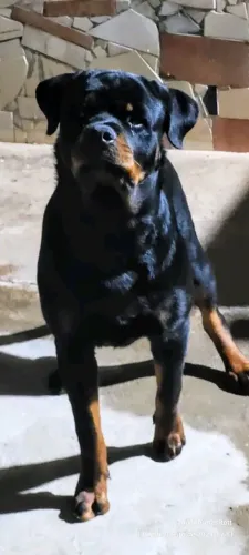   Rottweiler legítimo 