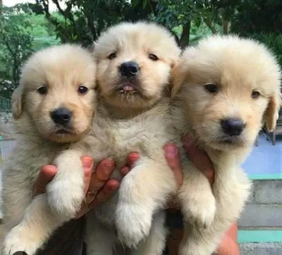 Golden Retriever Filhotes Macho e Fêmea, Lindos e Inteligente .