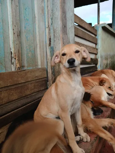 Filhote de cachorro para doação 