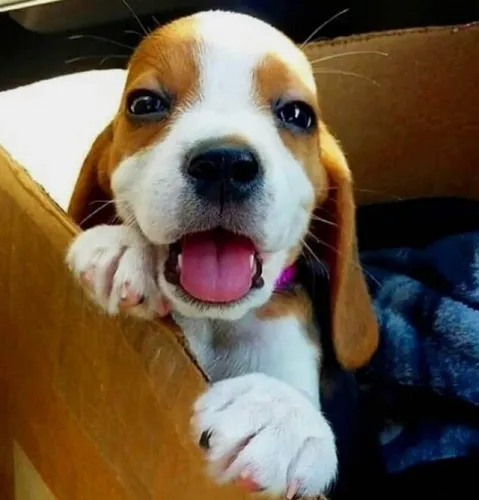 Beagle 13 Polegadas Caminho leve ao lado dele