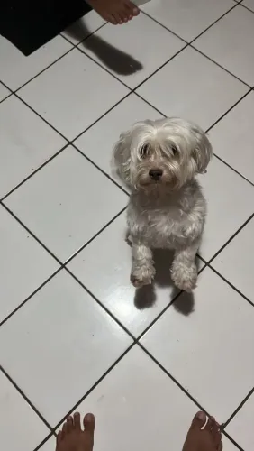 Cachorrinha 