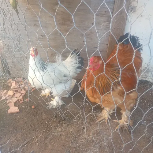 Casal galinha Brahma R$450