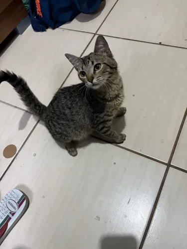 Gata para doação