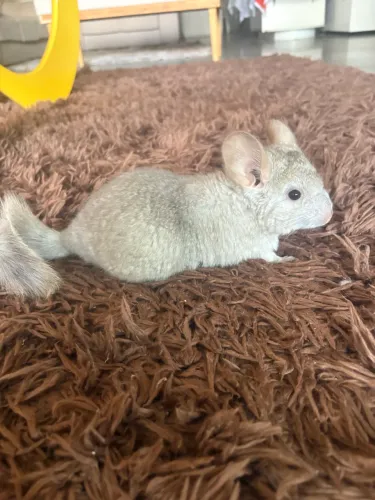 Chinchila Filhote Macho