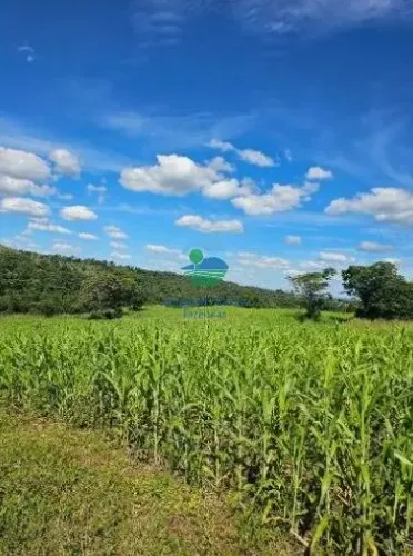 Fazenda 85 Alqueires ou 411 Hectares Itapirapuã  Goiás.