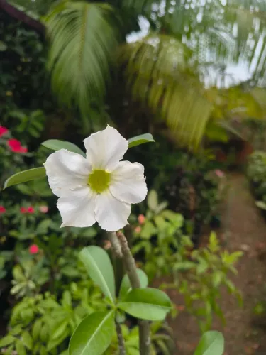 Rosa do Deserto 
