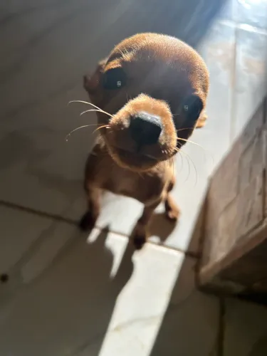 Cachorro pincher