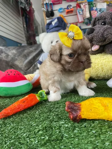 Fêminha de shihtzu disponível