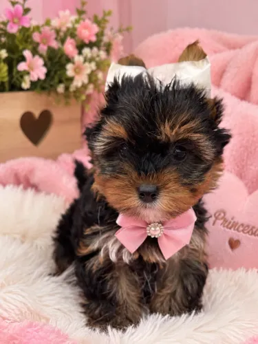Yorkshire terrier uma filhote brincalhona e amorosa