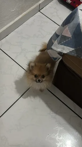 Filhote fêmea spitz alemão micro(Lulu da pomerania)