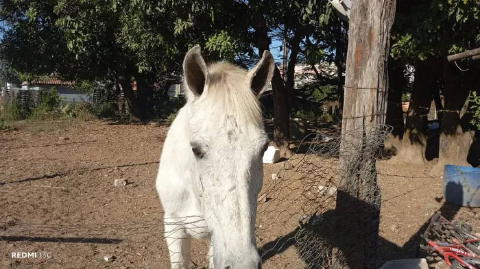 Vendo cavalo marcha batida quente não serve para criança cavalo bom de cela