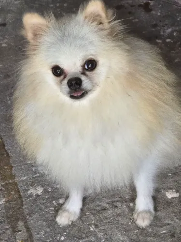 Lulu da Pomerânia Spitz Alemão 